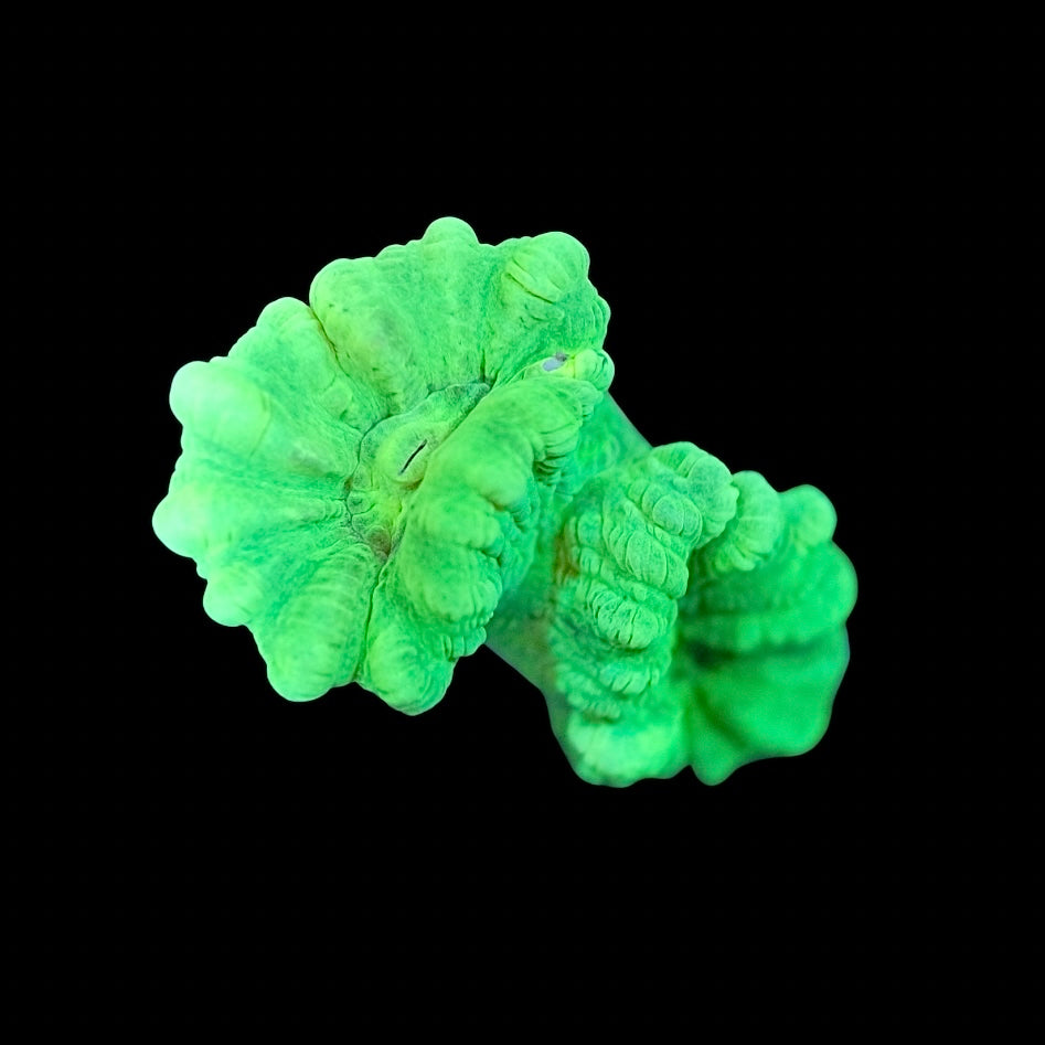 Kryptonite Candy Cane Coral PrestigeReef whats-the-best-place-for-a-candy-cane-coral-the-reef-tank