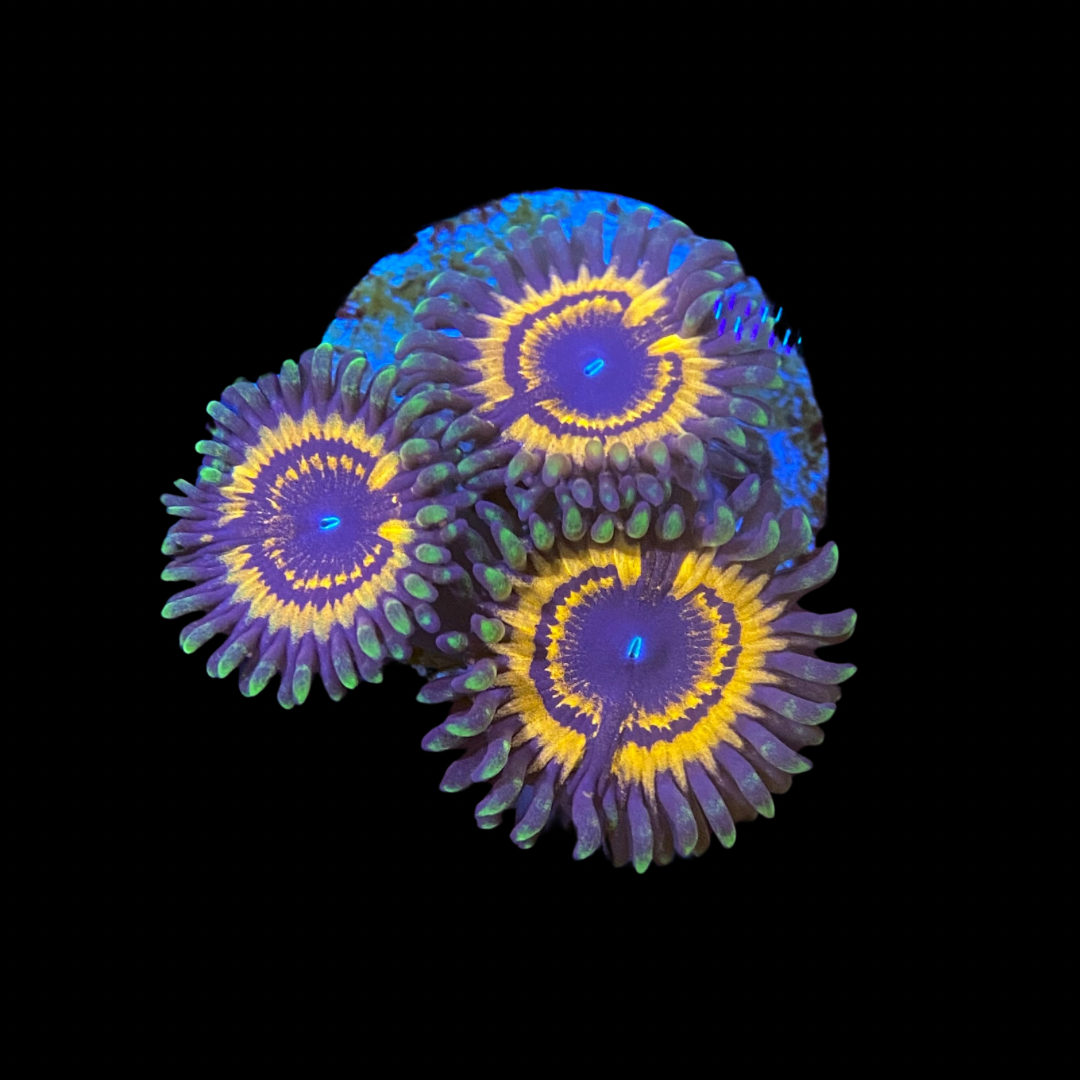Devils Armour Zoas – PrestigeReef