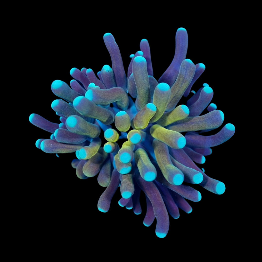 Tiger Torch Coral (Branching) – PrestigeReef