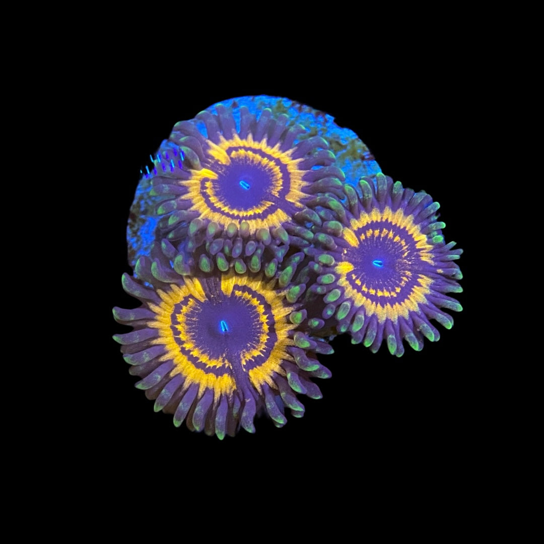 ZOA 　　　　　　　　　　　　　　　　　Z.O.A Space chaos Zoanthus 50.67x33.67 JG3 FOREX 10mm