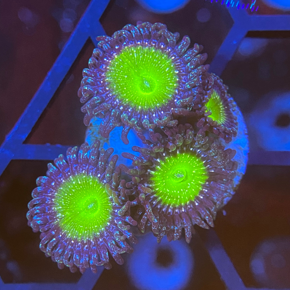 Granny Apple Smith Zoas PrestigeReef