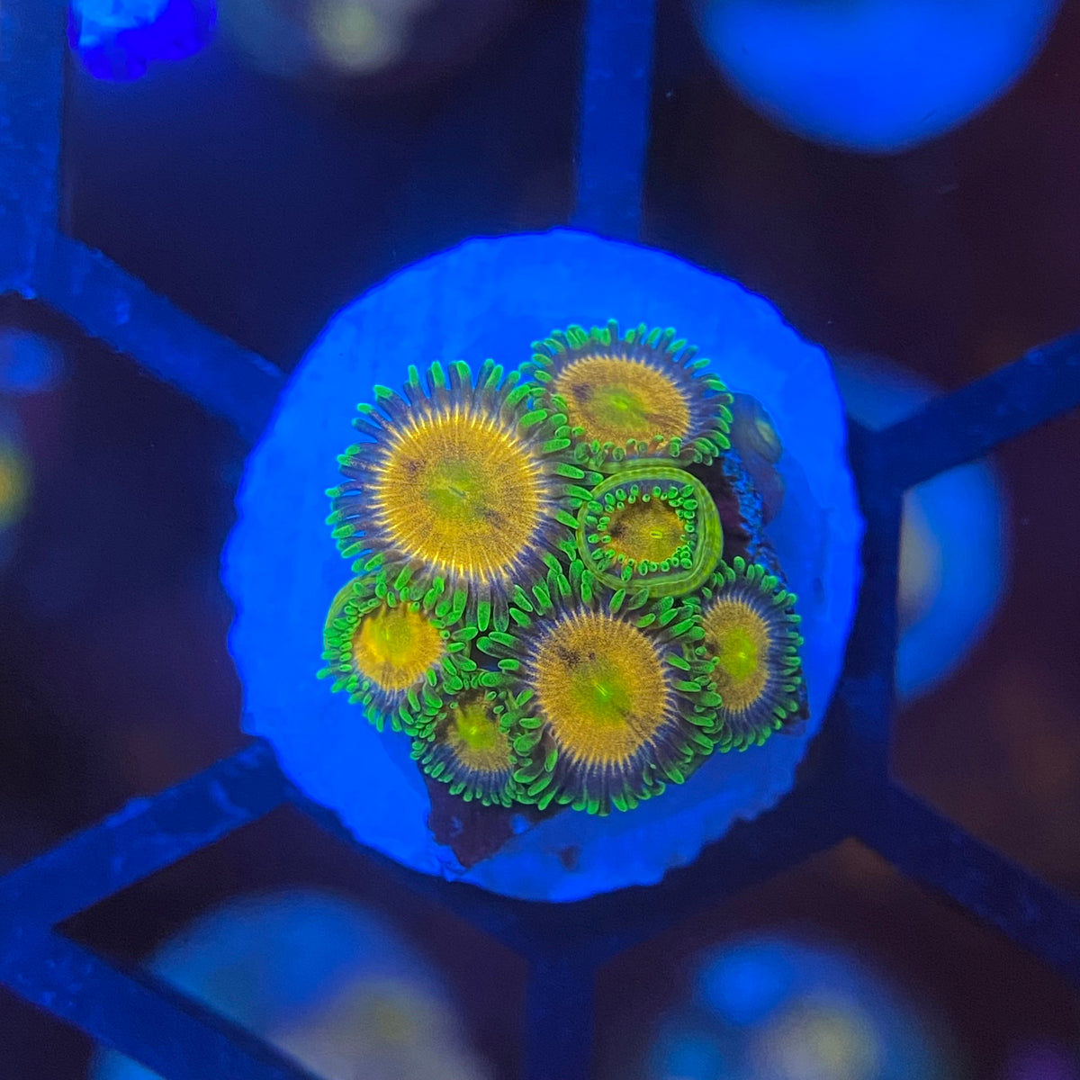 Laser Lemon Zoas PrestigeReef