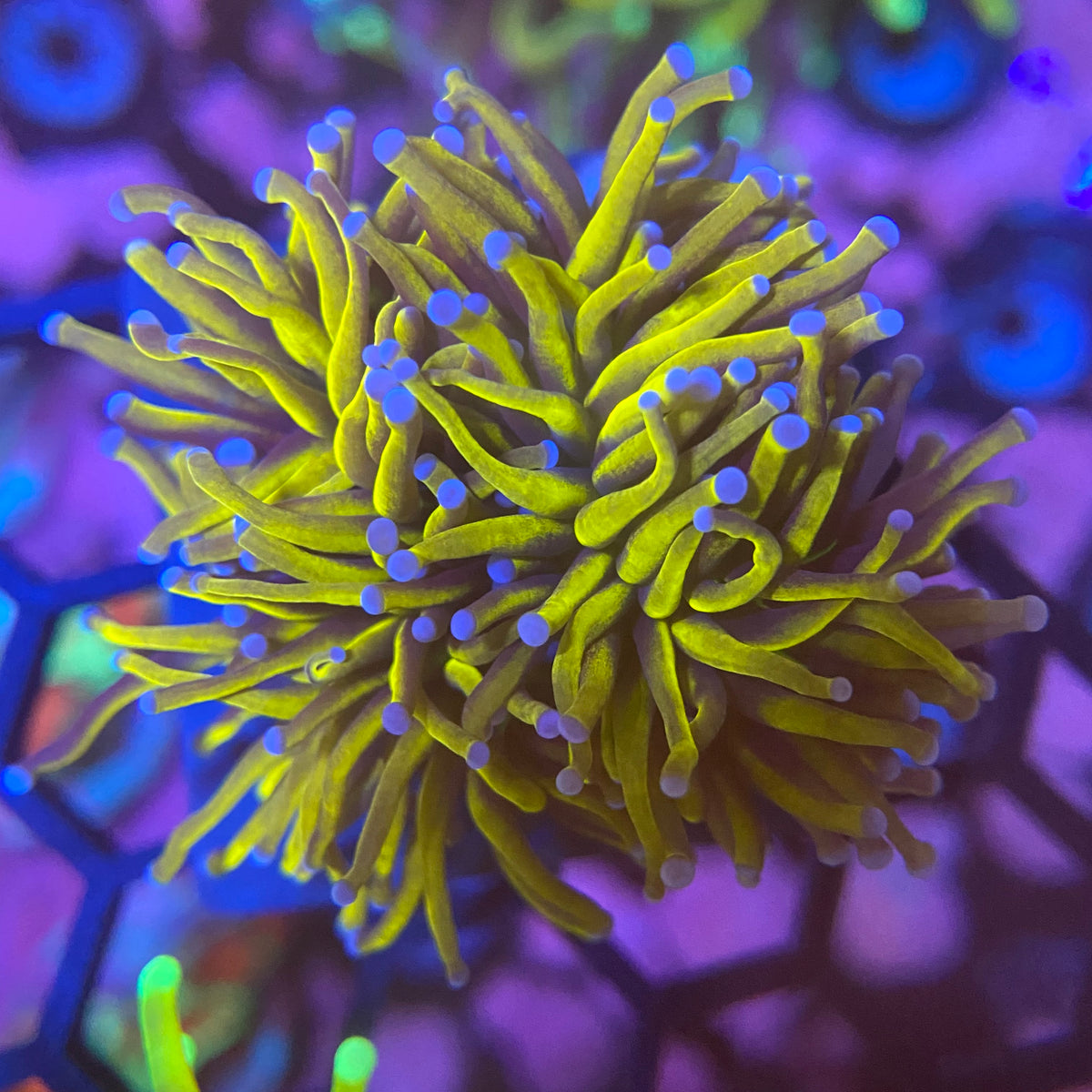 NY Knicks Torch Coral (Branching) PrestigeReef