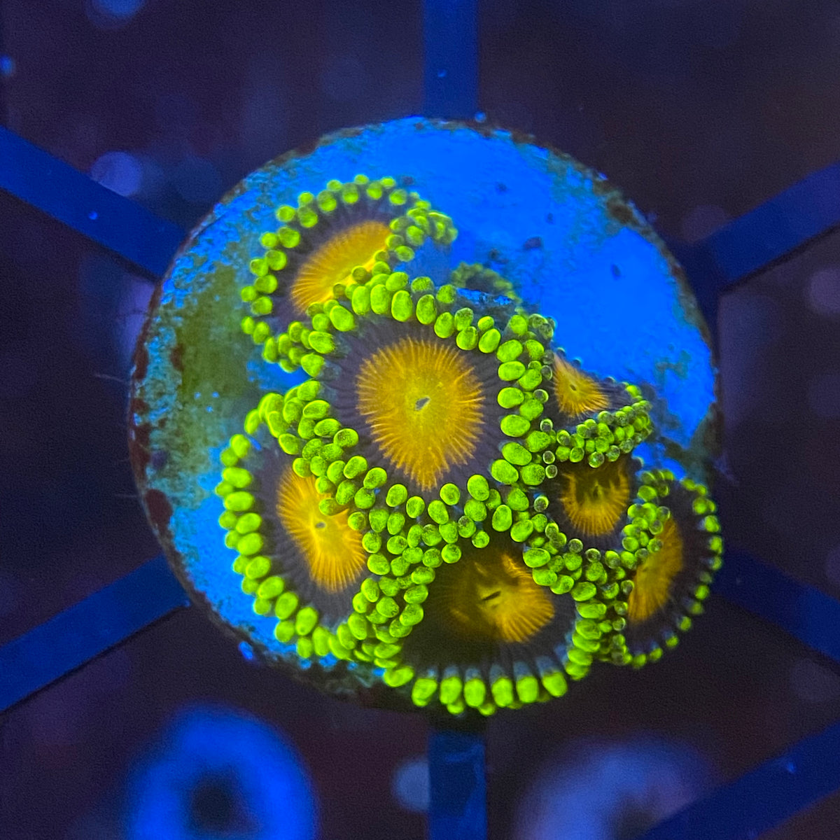 Yellow Brick Road Zoas – PrestigeReef