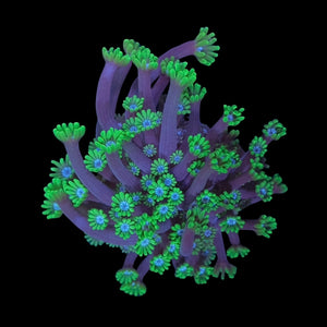 Green and Blue Alveopora