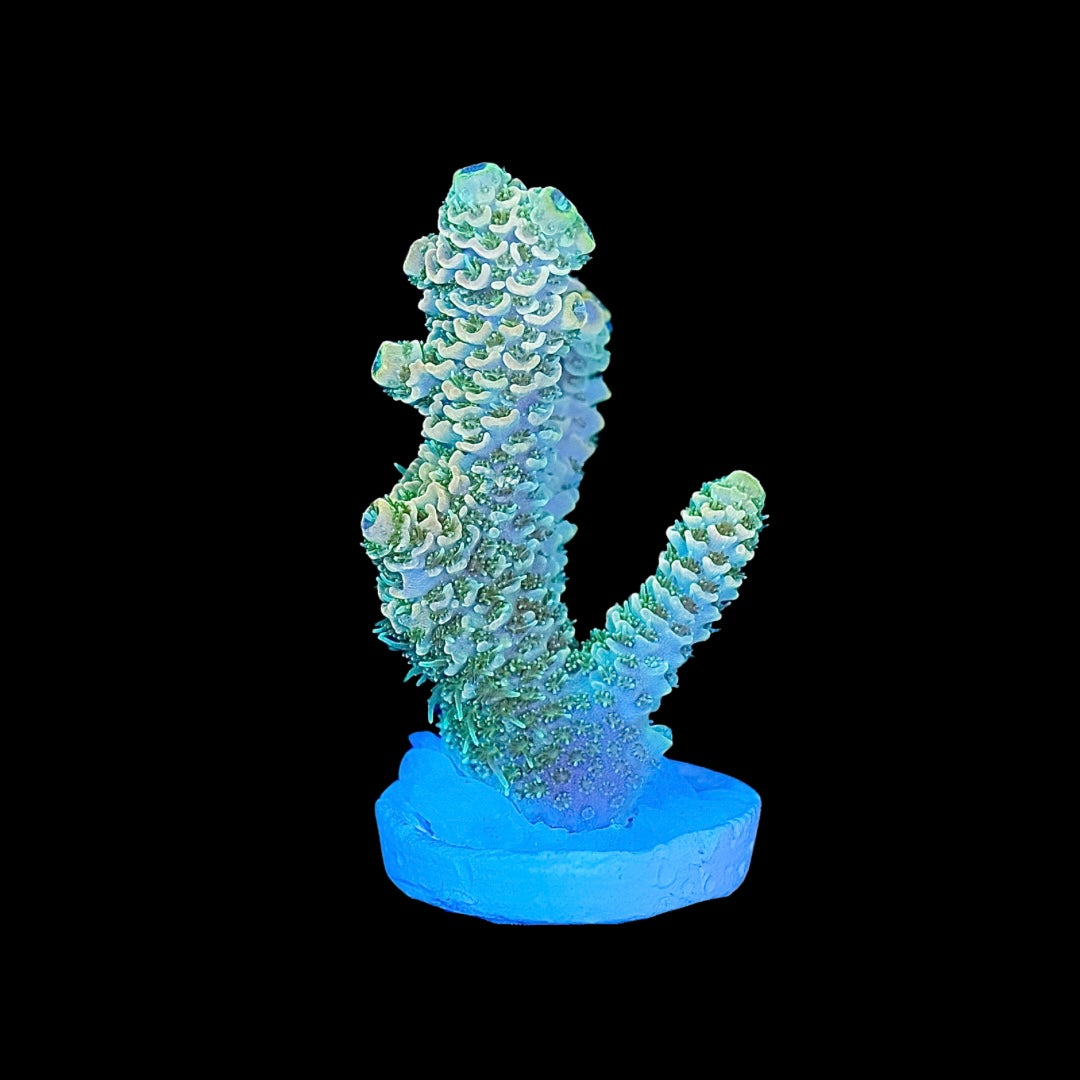 Sunset Millepora – PrestigeReef
