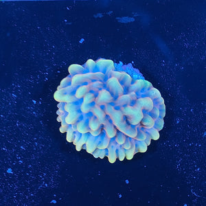 Crazy T Montipora WYSIWYG