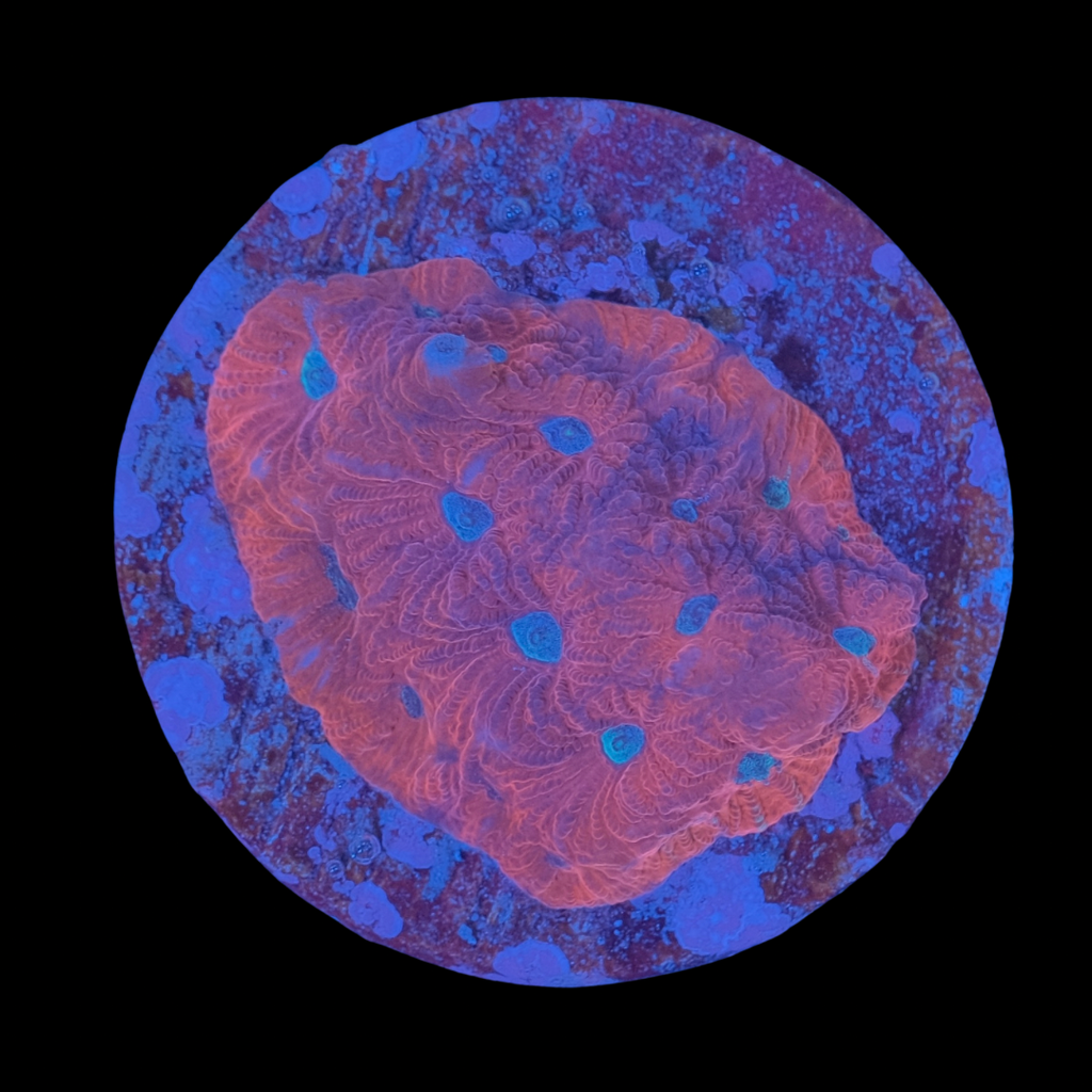 Bloodshot Favia
