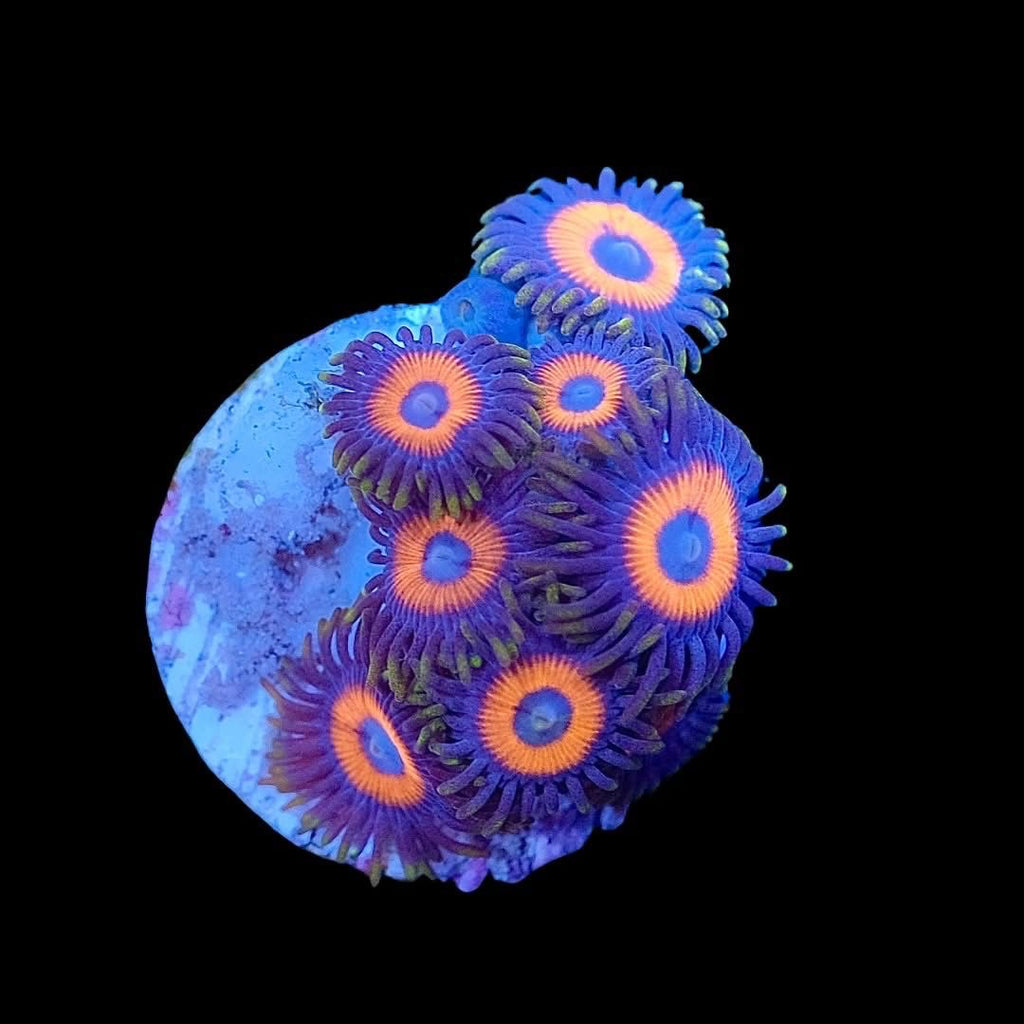 Eagle Eye Zoas