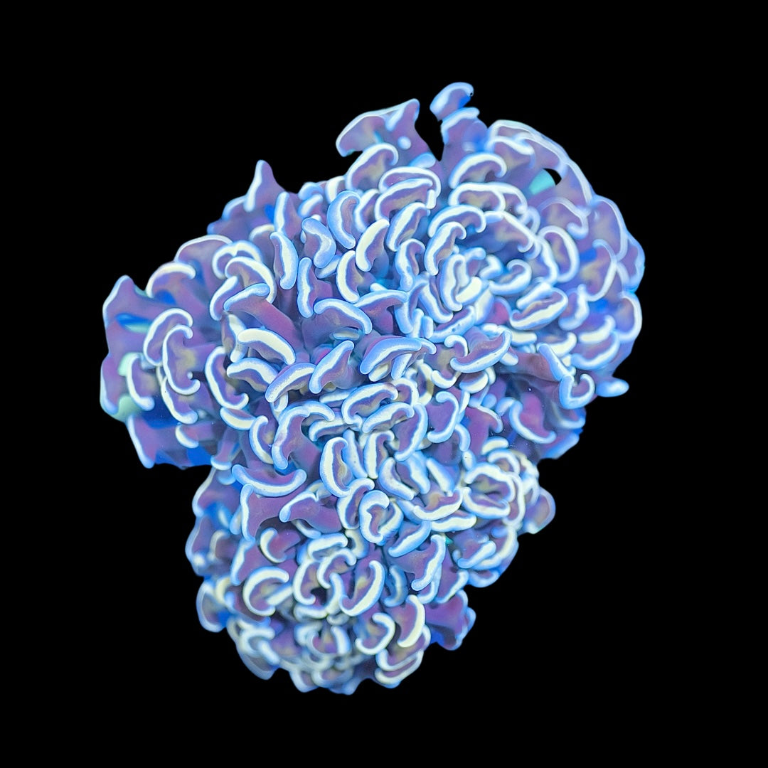 Orange Hammer Coral (WYSIWYG)