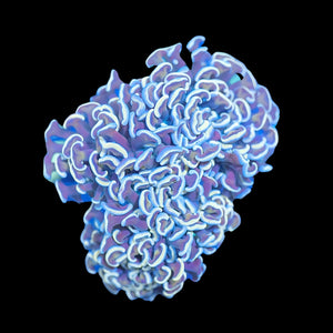 Orange Hammer Coral (WYSIWYG)