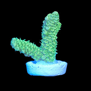 Green Millepora