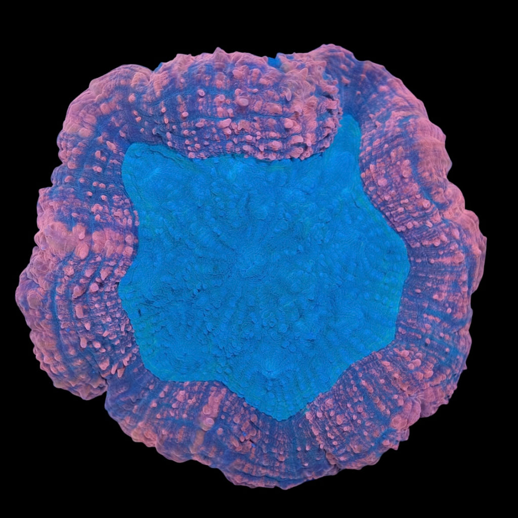 Pink and Teal Lobophyllia WYSIWYG (11cm)