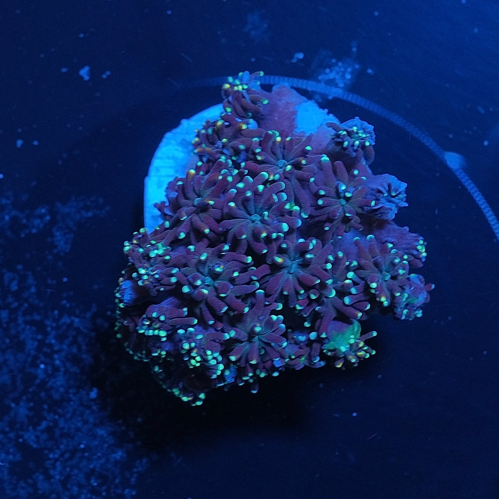Green Galaxea WYSIWYG