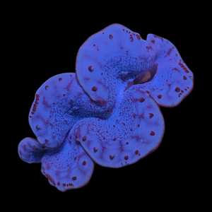 Blue Maxima Clam 9-10cm WYSIWYG