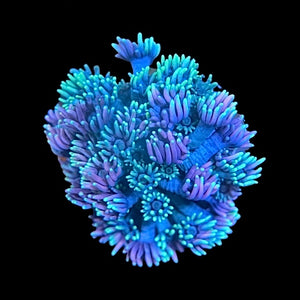 Rainbow Goniopora