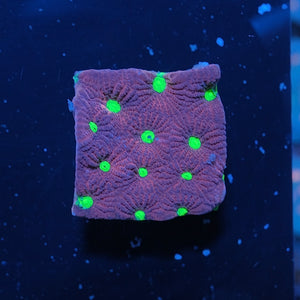 Red War Coral Favites WYSIWYG