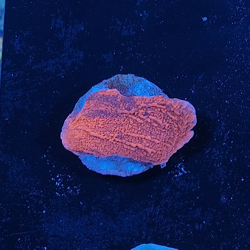 Mean Streak Montipora WYSIWYG