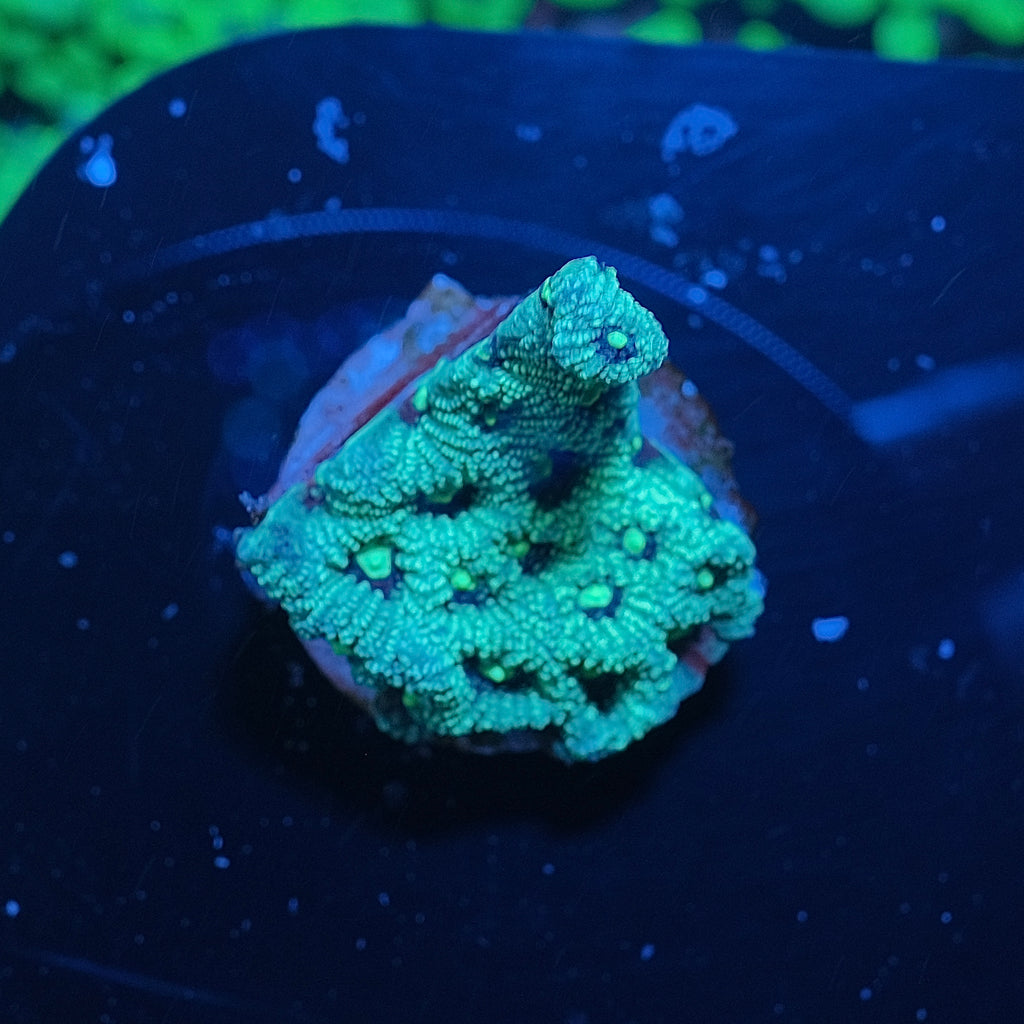 Green war corals WYSIWYG