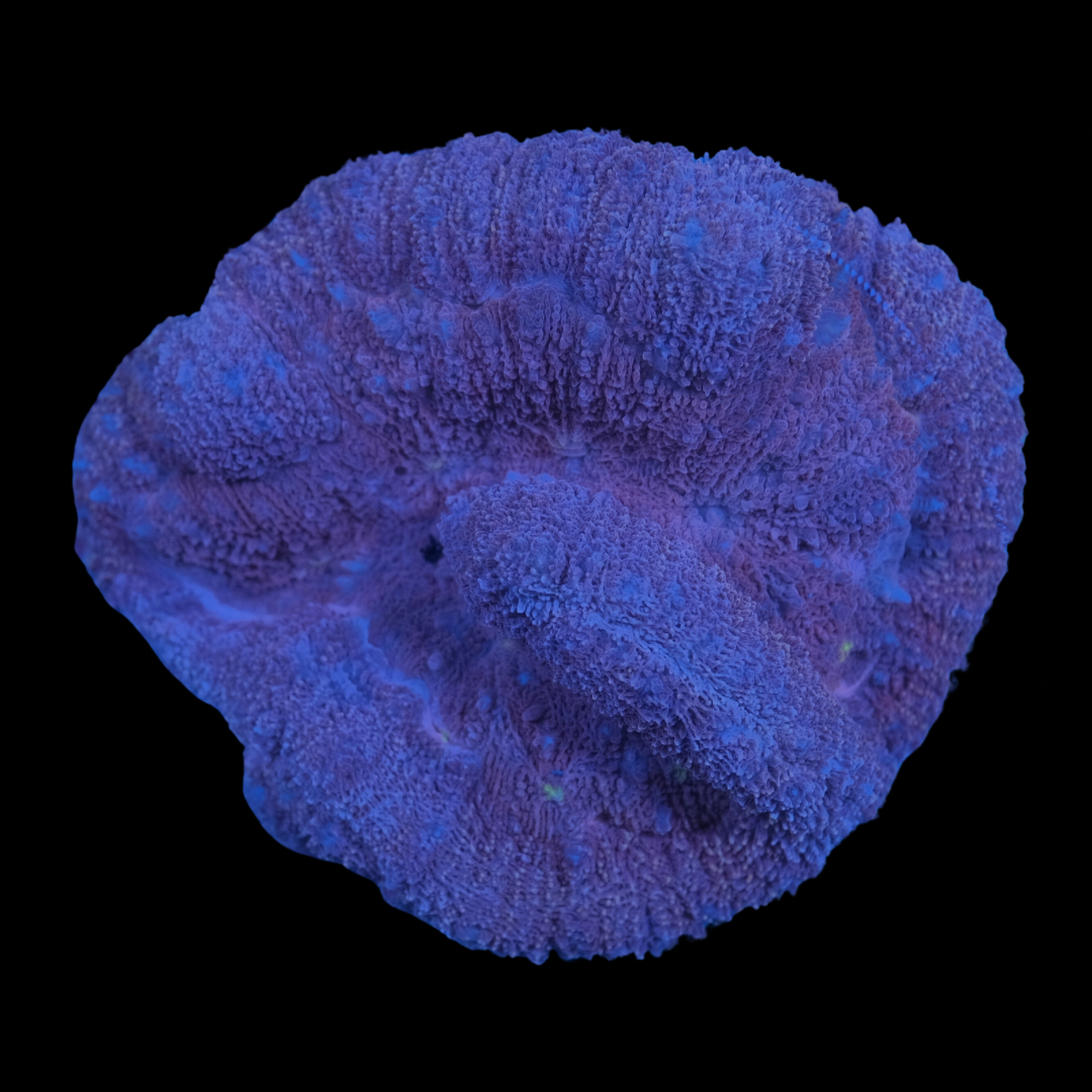 Purple Symphyllia (10cm) – PrestigeReef