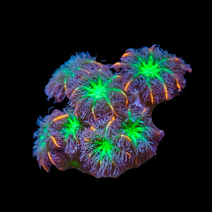 Papaya clove coral