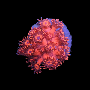 Metallic Red Goniopora