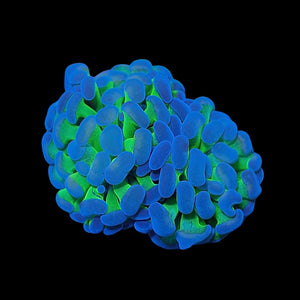 Hologram Hammer Coral (Branching)