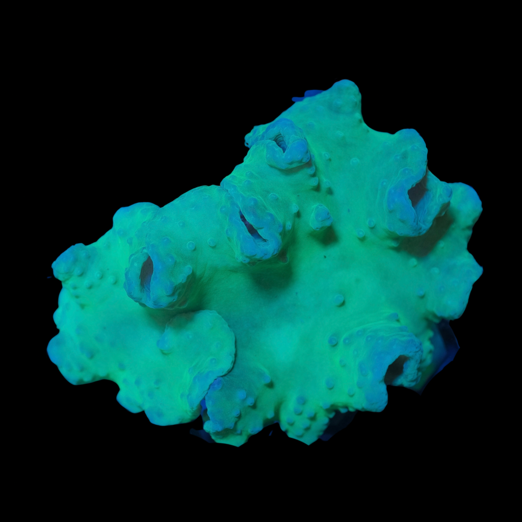 Ultra Green Cabbage Coral (10cm)