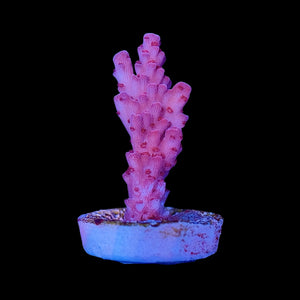 Raspberry Acropora