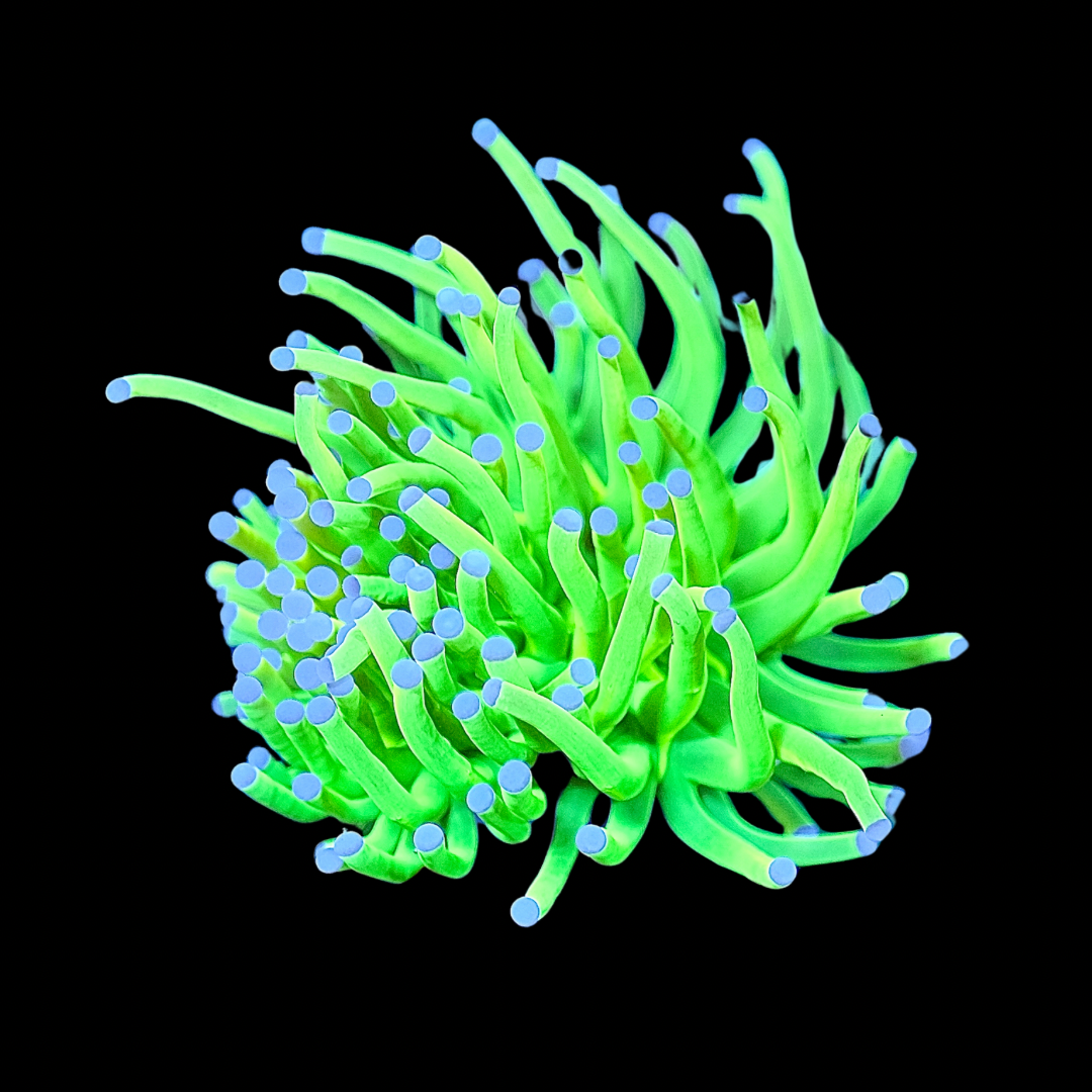 Holy Grail Torch Coral (Branching)