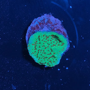 Grinch Montipora WYSIWYG