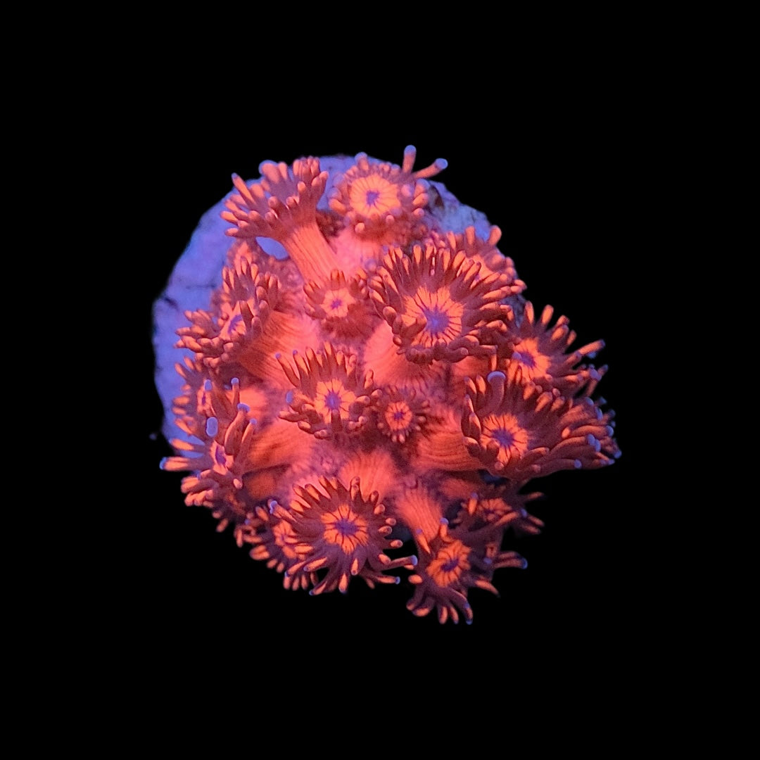 Metallic Red Goniopora