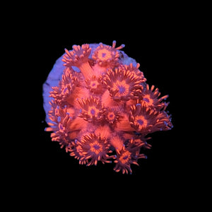 Metallic Red Goniopora