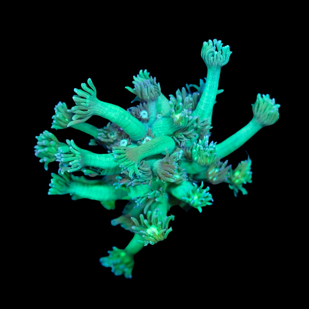 Toxic Green Goniopora