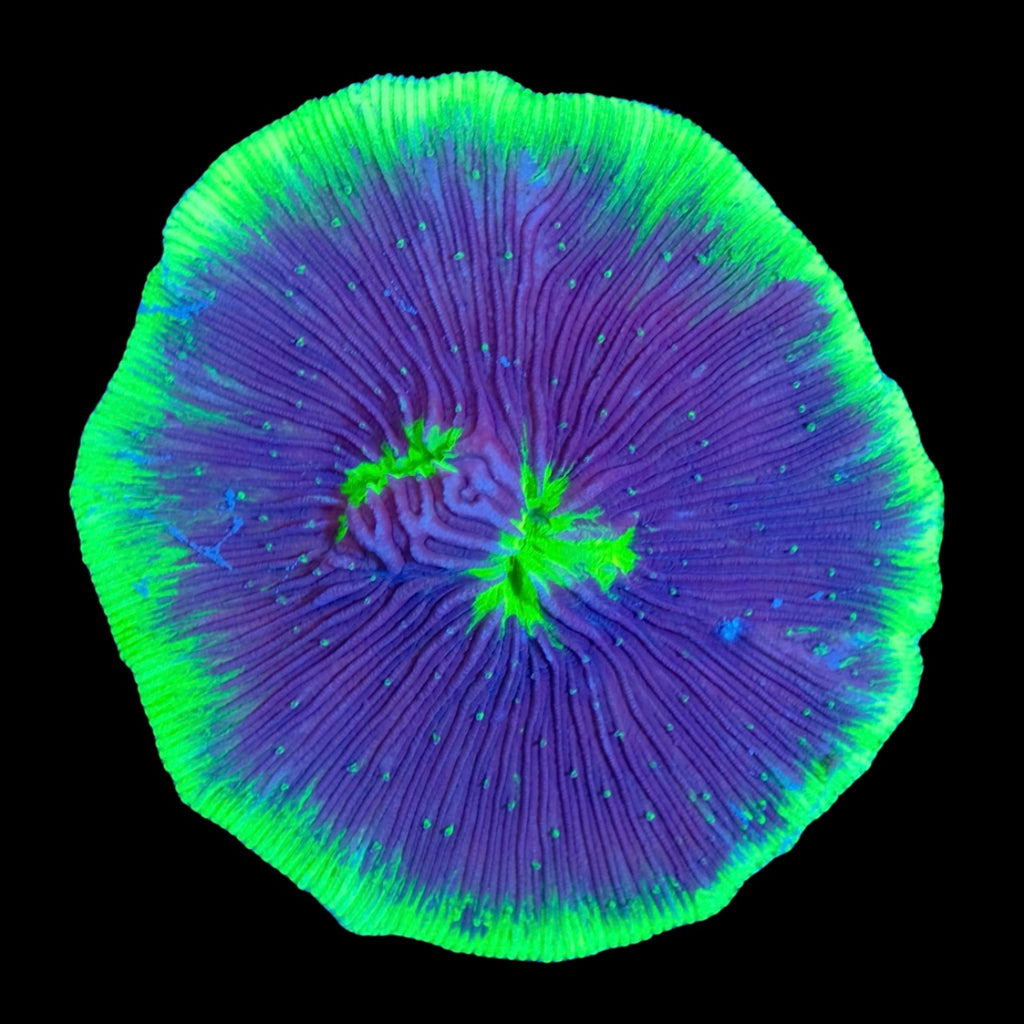 UFO Diaseris WYSIWYG