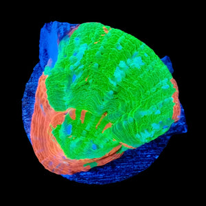 Bleeding Apple Scolymia WYSIWYG