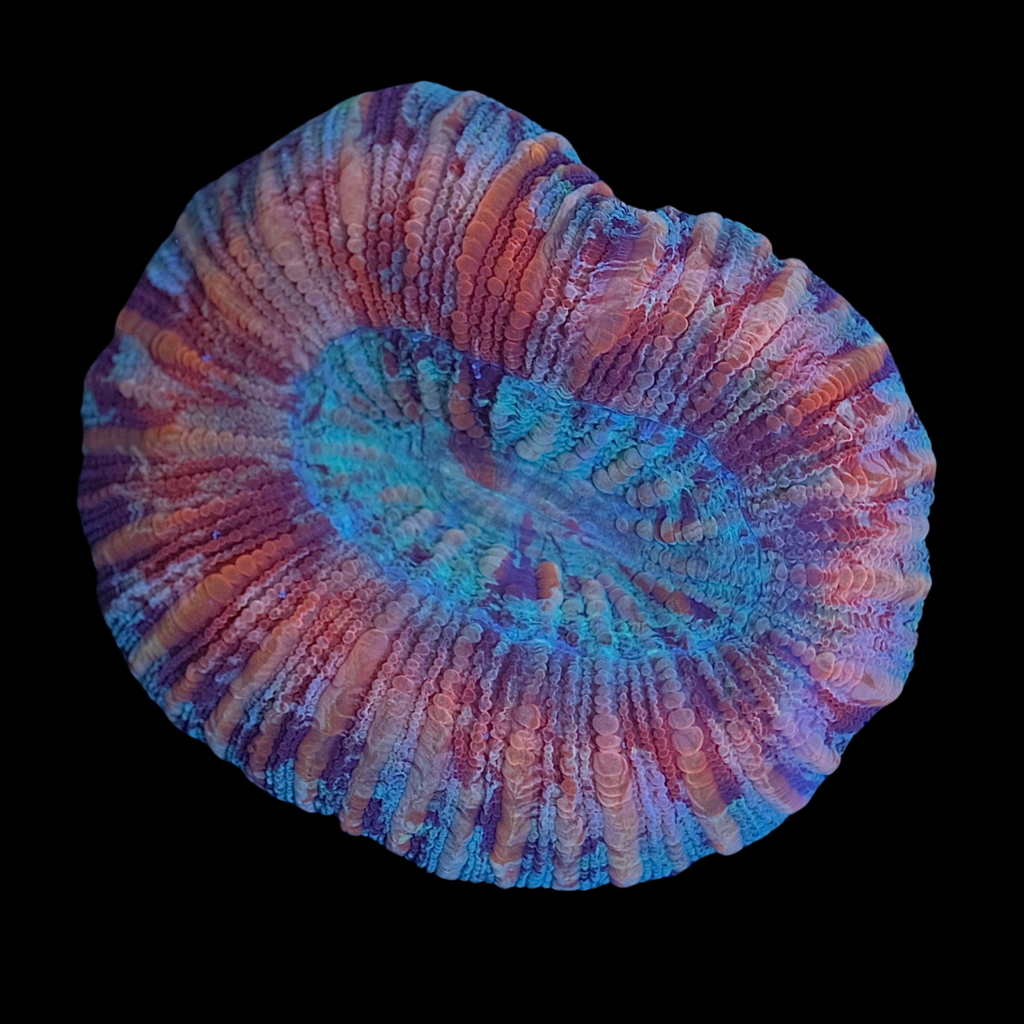 Ultra Trachyphyllia 5 (7cm) WYSIWYG