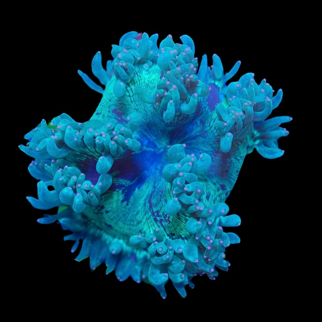 Pink Tip Elegance Coral  (10cm)