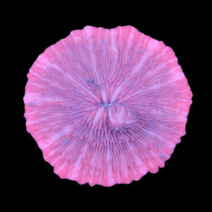 Pink Fungia  WYSIWYG