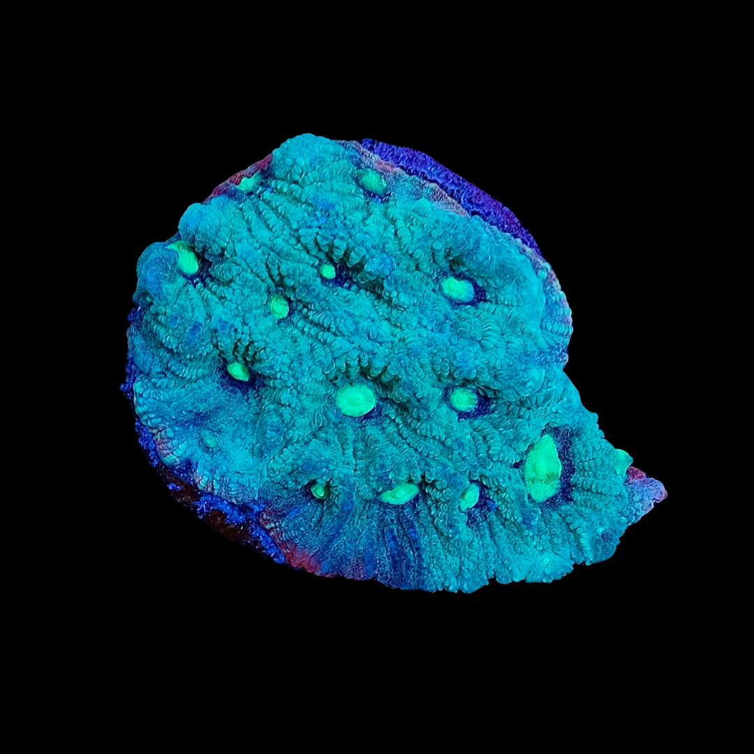 Green War Coral (Favites pentagona)
