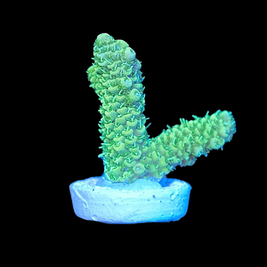 Green Millepora