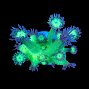Medusa Goniopora