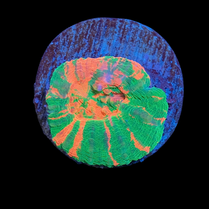 Bleeding Apple Scolymia WYSIWYG