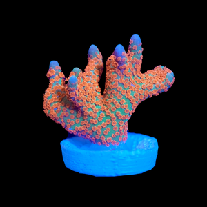 Forestfire Montipora