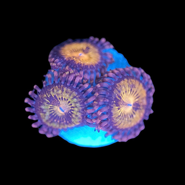 Pandora Zoas – PrestigeReef