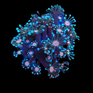 Pink and Teal Alveopora
