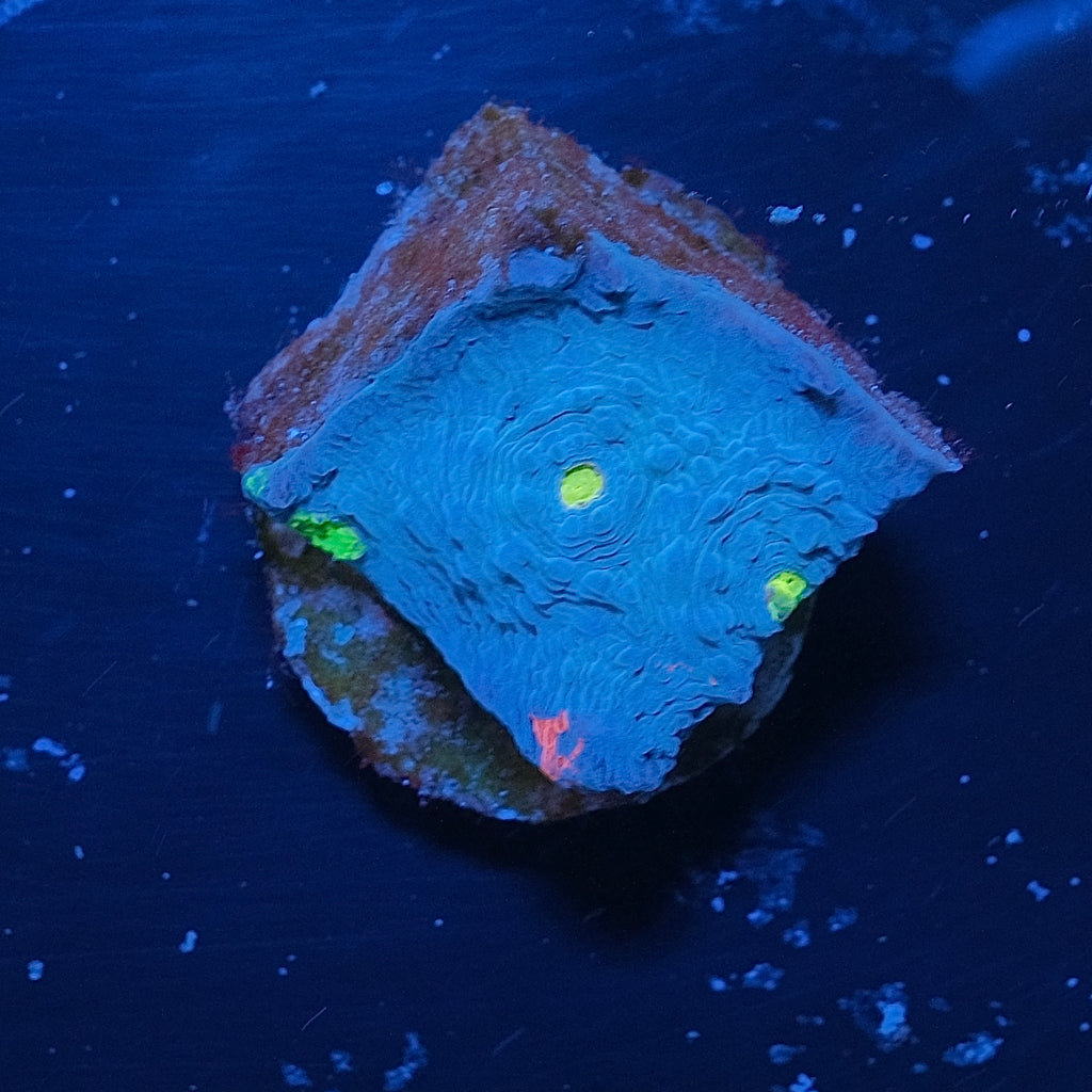 Blue Jellybean Chalice WYSIWYG