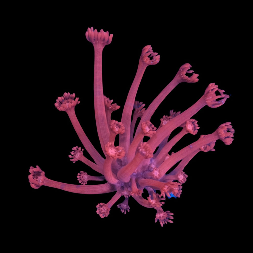 Red Goniopora WYSIWYG