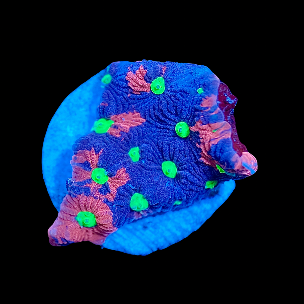 Cosmic War Coral (Favites pentagona)
