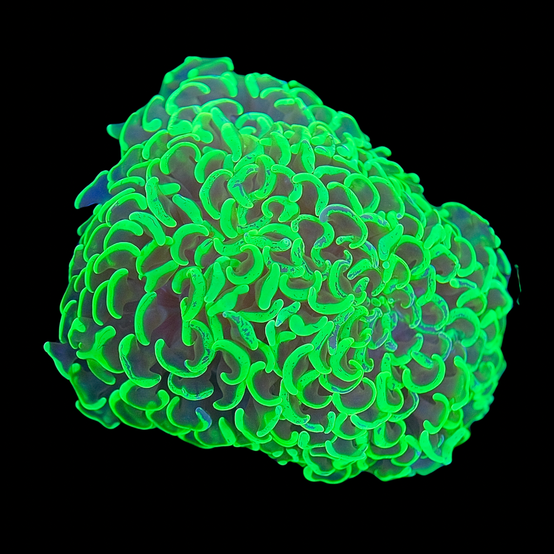 Green Hammer Coral WYSIWYG (10cm)